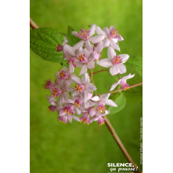 Deutzia hybride Mont Rose 100cm de Plantes Silence ça pousse dans Arbustes caducs en livraison