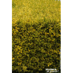 Troene de Californie dore 120cm de Plantes Silence ça pousse dans ZZ hortival