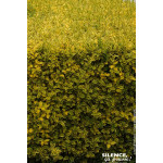 Troene de Californie dore 120cm de Plantes Silence ça pousse dans ZZ hortival