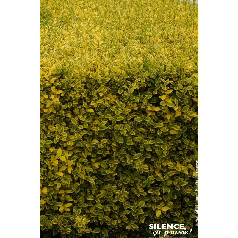 Troene de Californie dore 120cm de Plantes Silence ça pousse dans ZZ hortival
