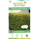 Troene de Californie dore 120cm de Plantes Silence ça pousse dans ZZ hortival