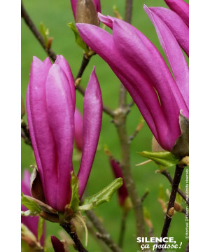 Magnolia Susan, Magnolier 100cm de Plantes Silence ça pousse dans Arbustes caducs en livraison