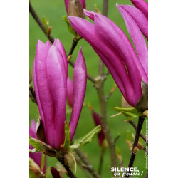 Magnolia Susan, Magnolier 100cm de Plantes Silence ça pousse dans Arbustes caducs en livraison