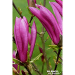 Magnolia Susan, Magnolier 100cm de Plantes Silence ça pousse dans Arbustes caducs en livraison