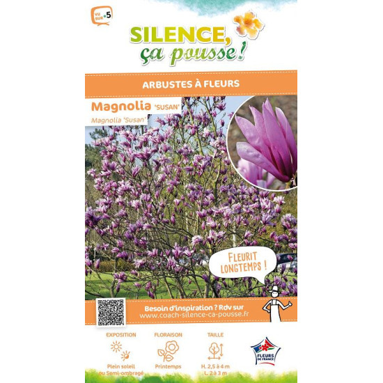 Magnolia Susan, Magnolier 100cm de Plantes Silence ça pousse dans Arbustes caducs en livraison