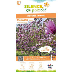 Magnolia Susan, Magnolier 100cm de Plantes Silence ça pousse dans Arbustes caducs en livraison