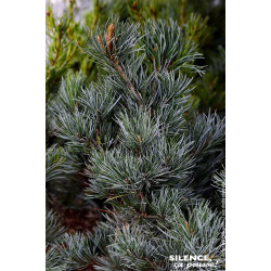 Pin blanc du Japon Negishi 80cm de Plantes Silence ça pousse dans Conifères de rocailles en livraison