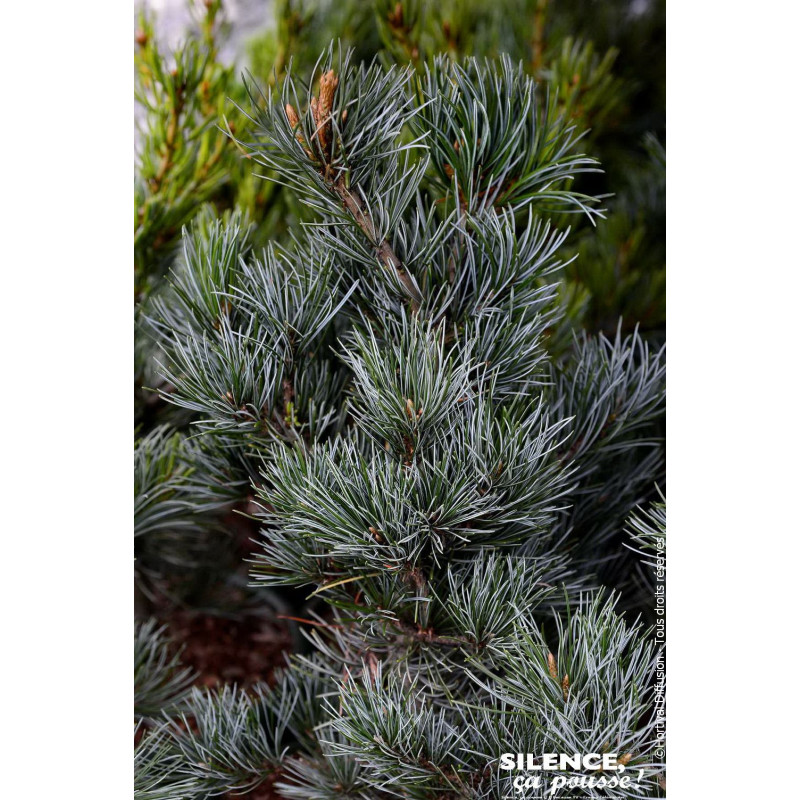 Pin blanc du Japon Negishi 80cm de Plantes Silence ça pousse dans Conifères de rocailles en livraison
