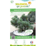 Pin blanc du Japon Negishi 80cm de Plantes Silence ça pousse dans Conifères de rocailles en livraison