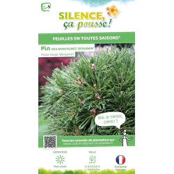 Pin des montagnes Benjamin 50cm de Plantes Silence ça pousse dans Conifères de rocailles en livraison