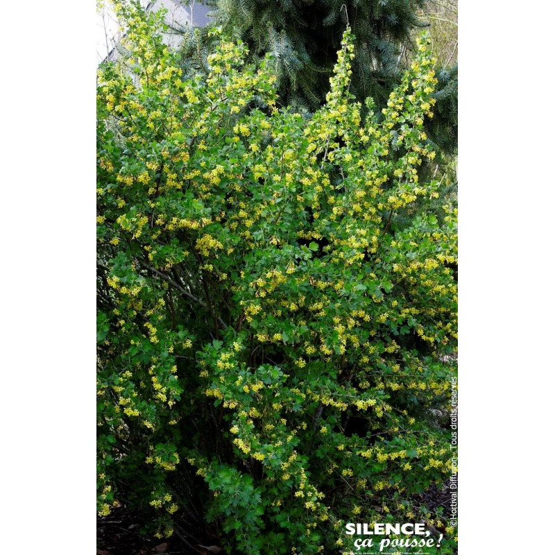 Groseillier a fleurs dore 100cm de Plantes Silence ça pousse dans Arbustes caducs en livraison