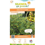 Groseillier a fleurs dore 100cm de Plantes Silence ça pousse dans Arbustes caducs en livraison