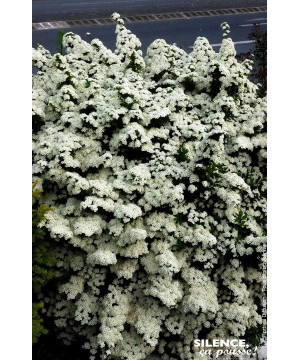 Spiree du Japon Snowmound 100cm de Plantes Silence ça pousse dans Arbustes caducs en livraison