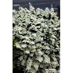 Spiree du Japon Snowmound 100cm de Plantes Silence ça pousse dans Arbustes caducs en livraison