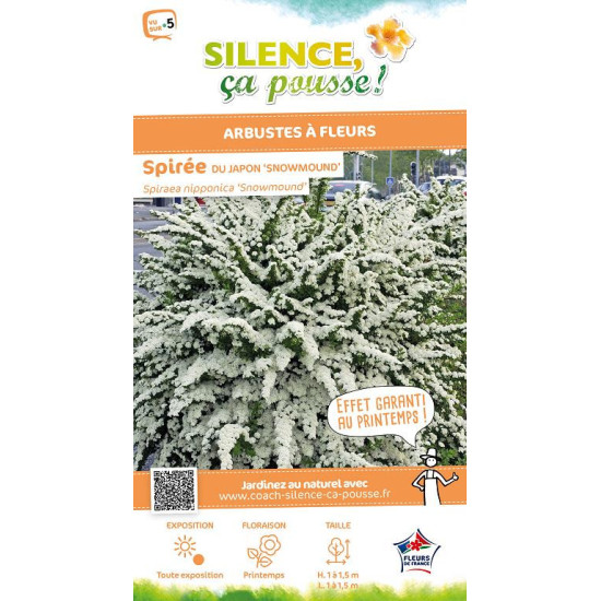 Spiree du Japon Snowmound 100cm de Plantes Silence ça pousse dans Arbustes caducs en livraison
