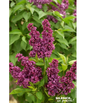 Lilas commun Charles Joly 120cm de Plantes Silence ça pousse dans Arbustes caducs en livraison