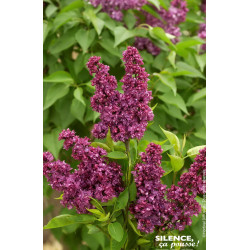 Lilas commun Charles Joly 120cm de Plantes Silence ça pousse dans Arbustes caducs en livraison