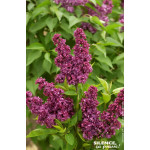 Lilas commun Charles Joly 120cm de Plantes Silence ça pousse dans Arbustes caducs en livraison