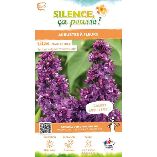 Lilas commun Charles Joly 120cm de Plantes Silence ça pousse dans Arbustes caducs en livraison