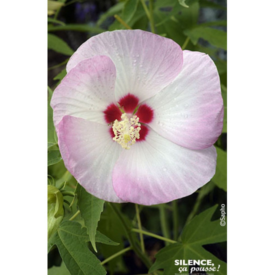 Hibiscus des marais FUJIN 100cm de Plantes Silence ça pousse dans Arbustes caducs en livraison