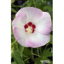Hibiscus des marais FUJIN 100cm de Plantes Silence ça pousse dans Arbustes caducs en livraison