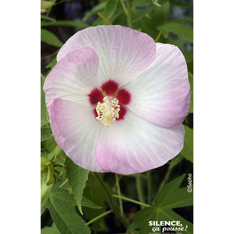 Hibiscus des marais FUJIN 100cm de Plantes Silence ça pousse dans Arbustes caducs en livraison