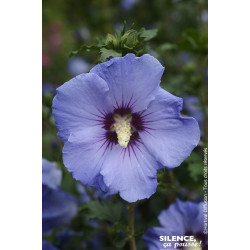 HIBISCUS SY,SUPBLUE C4,5 TF/BU de Plantes Silence ça pousse dans Arbustes caducs en livraison