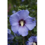 HIBISCUS SY,SUPBLUE C4,5 TF/BU de Plantes Silence ça pousse dans Arbustes caducs en livraison