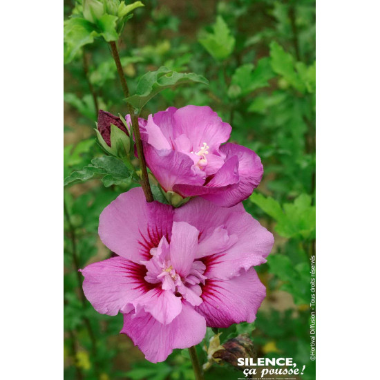 Hibiscus ERUPTION, Althea 100cm de Plantes Silence ça pousse dans Arbustes caducs en livraison