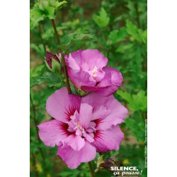 Hibiscus ERUPTION, Althea 100cm de Plantes Silence ça pousse dans Arbustes caducs en livraison