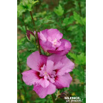 Hibiscus ERUPTION, Althea 100cm de Plantes Silence ça pousse dans Arbustes caducs en livraison