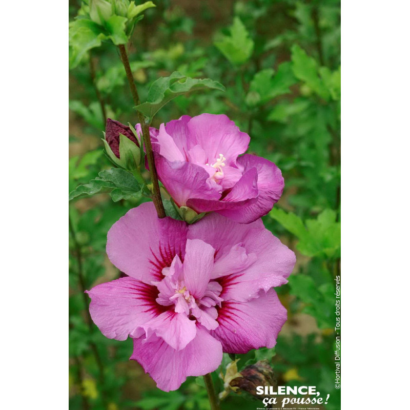 Hibiscus ERUPTION, Althea 100cm de Plantes Silence ça pousse dans Arbustes caducs en livraison