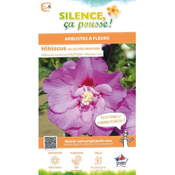 Hibiscus ERUPTION, Althea 100cm de Plantes Silence ça pousse dans Arbustes caducs en livraison