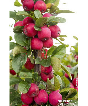 Pommier arbustif APPLETINI 80cm de Plantes Silence ça pousse dans Arbustes caducs en livraison