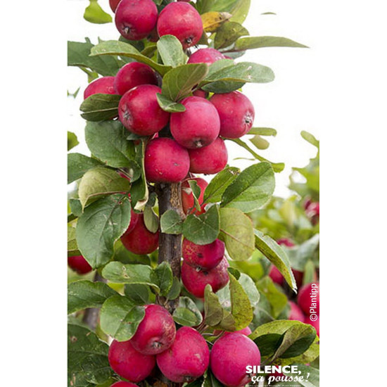 Pommier arbustif APPLETINI 80cm de Plantes Silence ça pousse dans Arbustes caducs en livraison