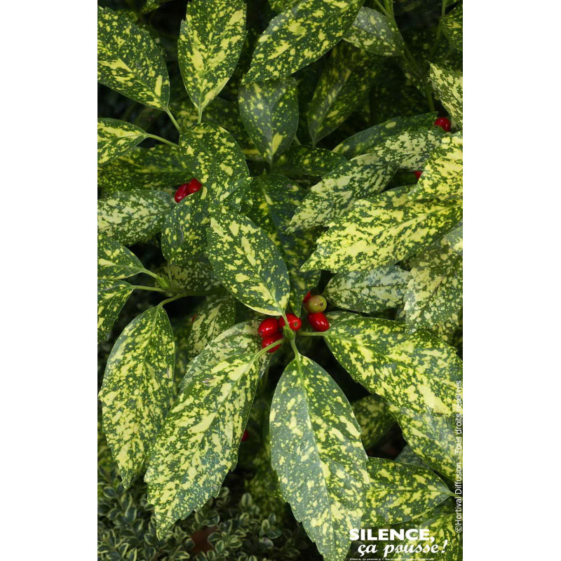 Aucuba a feuilles de croton 51cm de Plantes Silence ça pousse dans Arbustes persistants en livraison