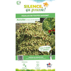 Aucuba a feuilles de croton 51cm de Plantes Silence ça pousse dans Arbustes persistants en livraison