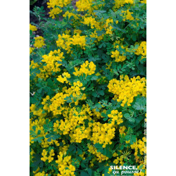 CORONILLA VAL,GLAU,SELECTION C4,5 TF/BU de Plantes Silence ça pousse dans Arbustes caducs en livraison