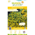 CORONILLA VAL,GLAU,SELECTION C4,5 TF/BU de Plantes Silence ça pousse dans Arbustes caducs en livraison