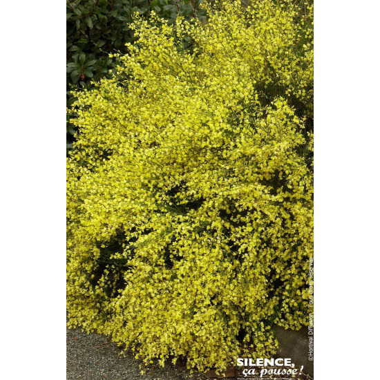 Genet precoce jaune Allgold 80cm de Plantes Silence ça pousse dans Arbustes caducs en livraison