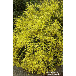 Genet precoce jaune Allgold 80cm de Plantes Silence ça pousse dans Arbustes caducs en livraison