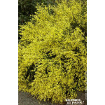 Genet precoce jaune Allgold 80cm de Plantes Silence ça pousse dans Arbustes caducs en livraison