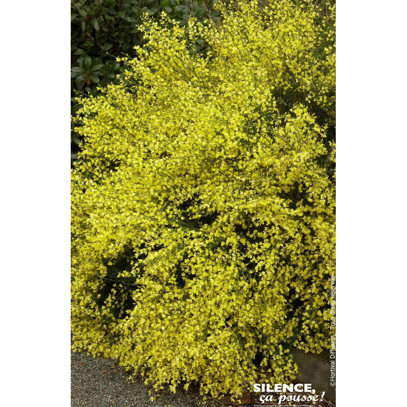 Genet precoce jaune Allgold 80cm de Plantes Silence ça pousse dans Arbustes caducs en livraison