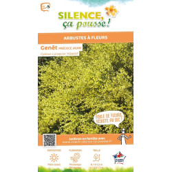 Genet precoce jaune Allgold 80cm de Plantes Silence ça pousse dans Arbustes caducs en livraison