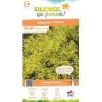 Genet precoce jaune Allgold 80cm de Plantes Silence ça pousse dans Arbustes caducs en livraison