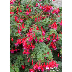 Fuchsia Tom PouceTom Thumb 50cm de Plantes Silence ça pousse dans Plantes à petits fruits (kiwi, myrtilles, groseilles, cassi...
