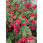 Fuchsia Tom PouceTom Thumb 50cm de Plantes Silence ça pousse dans Plantes à petits fruits (kiwi, myrtilles, groseilles, cassi...