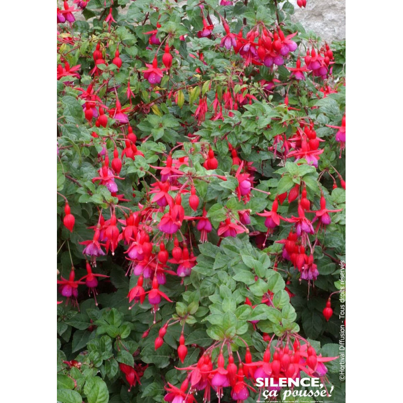 Fuchsia Tom PouceTom Thumb 50cm de Plantes Silence ça pousse dans Plantes à petits fruits (kiwi, myrtilles, groseilles, cassi...