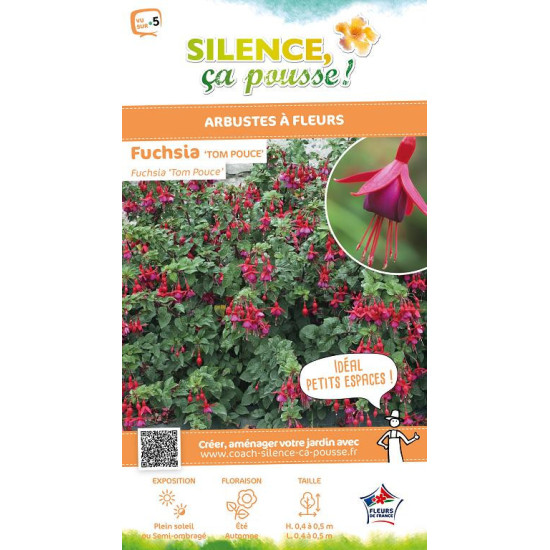 Fuchsia Tom PouceTom Thumb 50cm de Plantes Silence ça pousse dans Plantes à petits fruits (kiwi, myrtilles, groseilles, cassi...