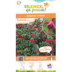 Fuchsia Tom PouceTom Thumb 50cm de Plantes Silence ça pousse dans Plantes à petits fruits (kiwi, myrtilles, groseilles, cassi...